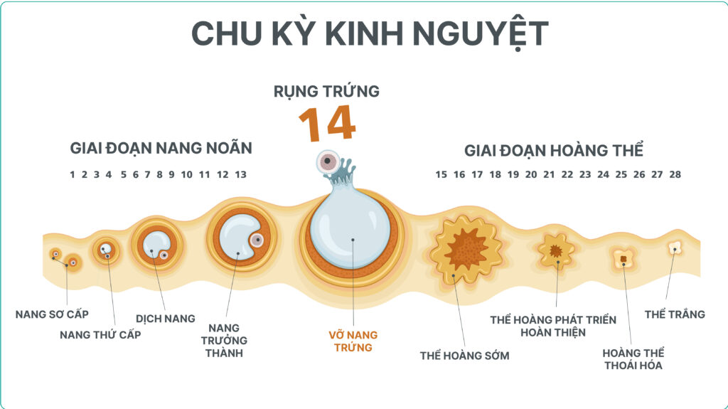 Bạn cần rõ chu kỳ kinh nguyệt của mình để biết khi nào nên dùng que thử thai