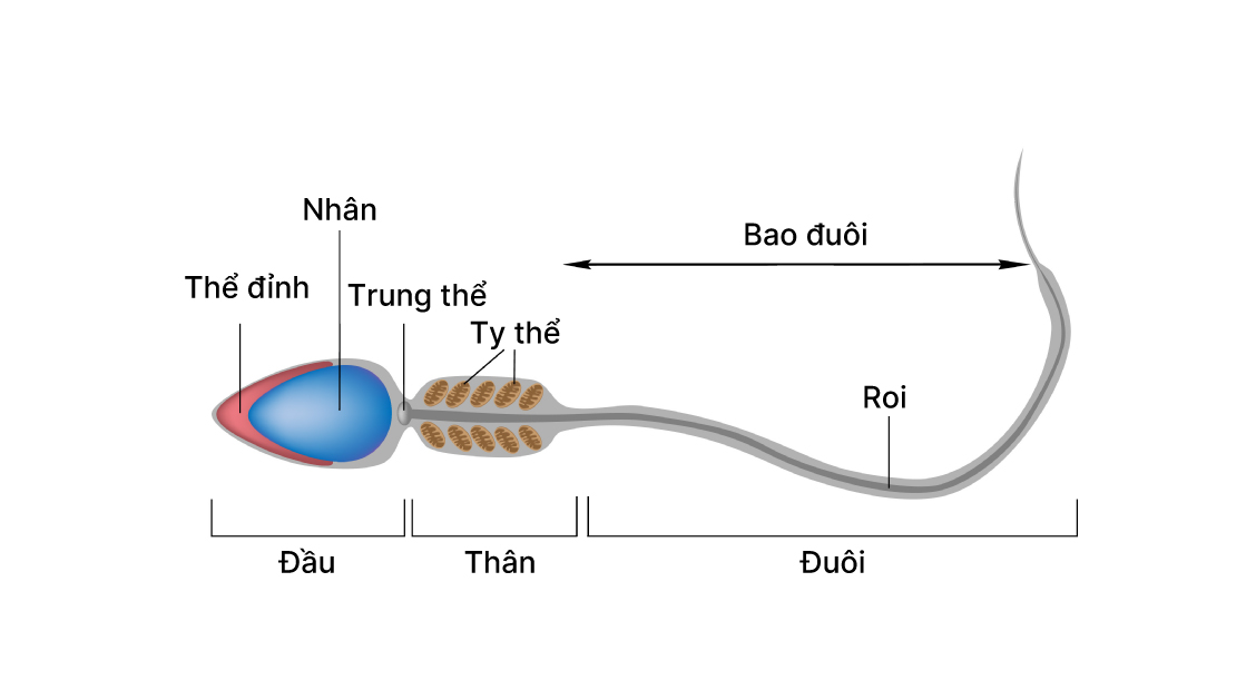 Cấu trúc của tinh trùng